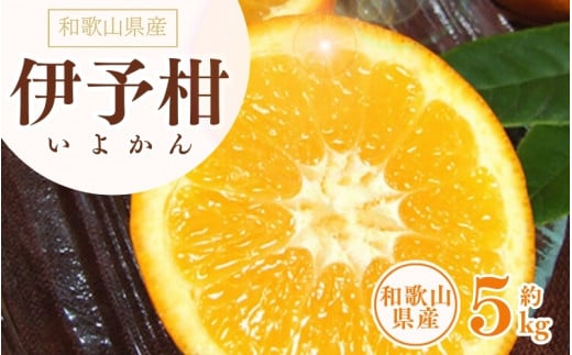 伊予柑(いよかん) 約5kg/サイズおまかせ ※2026年1月中旬~2026年2月中旬頃に順次発送予定(お届け日指定不可) 紀伊国屋文左衛門本舗 【kstb441B】