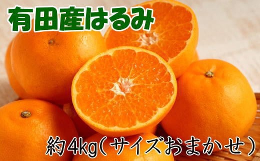 【厳選・濃厚】紀州有田産のはるみ 4kg(2L~3Lサイズおまかせ) ※2026年1月下旬~2026年2月中旬頃順次発送(お届け日指定不可)【tec820B】