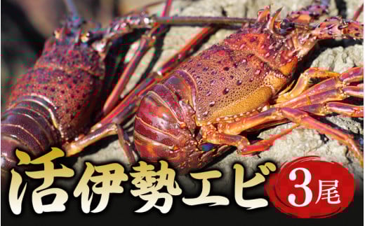 【捌き方動画付き】活伊勢エビ 3尾セット 伊勢海老 イセエビ 3尾 セット 串本町 伊勢えび 伊勢エビ 海老 産地直送【ben001】
