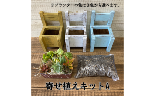 多肉植物 じぶんで植える 多肉 寄せ植えキットA 木椅子型 プランター 全3色 インテリア 植物 寄せ植え ガーデニング 福岡 小郡市 :水色