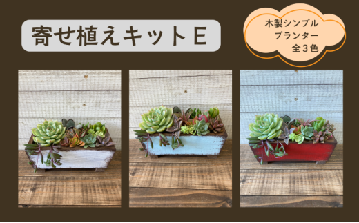多肉植物 じぶんで植える 多肉 寄せ植えキットE 木製 シンプル プランター 全3色 インテリア 植物 寄せ植え ガーデニング 福岡 小郡市 :赤色