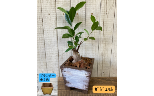 インテリア 植物 ガジュマル プランター 全2色 観葉植物 福岡 小郡市 :プランター黄色