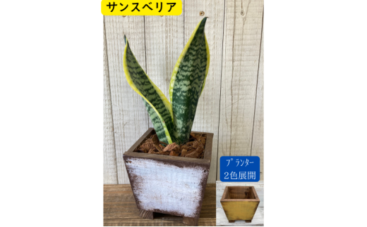 インテリア 植物 サンスベリア プランター 全2色 観葉植物 福岡 小郡市 :プランター黄色
