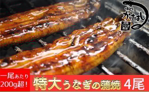 心に染みる「かけはし」の味 特大 うなぎの蒲焼き 4尾