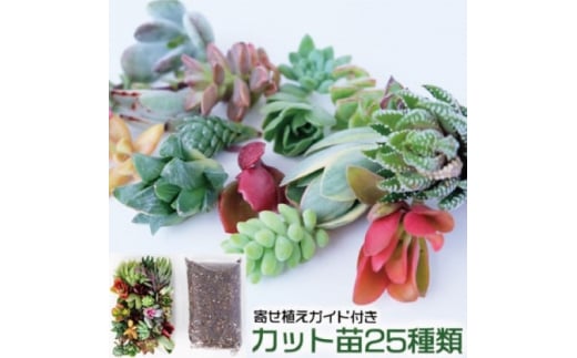 多肉植物 ハオルチア入り じぶんで植える 多肉の寄せ植え セット インテリア 多肉 植物 ガーデニング