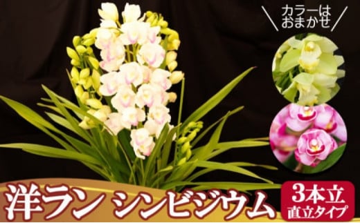 洋ラン シンビジウム (3本立て) 直立タイプ ~日常に彩りを~ 草場農園 蘭 花 お花 ※配送不可:北海道