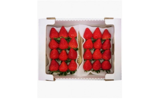 静岡県掛川市産　ミズノ農園の完熟いちご　『紅ほっぺ』約280g×6パック【1681112】