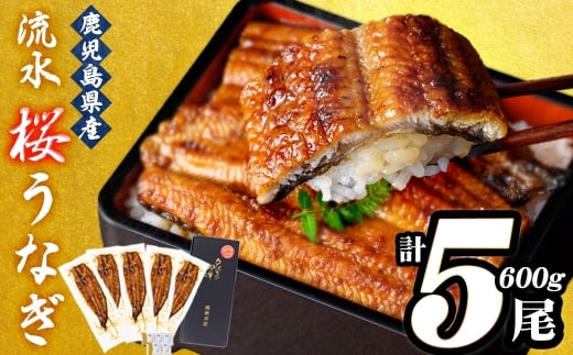 うなぎの柳澤 流水桜うなぎの蒲焼き 計5尾＜計600g＞ うなぎ 鰻 ウナギ 国産 鹿児島県産 九州産 蒲焼き 冷凍 うな重 ひつまぶし a9-040