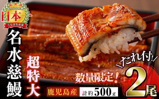 [二の丑(7/31)までに配送][数量限定]鹿児島県産うなぎ蒲焼 名水慈鰻 超特大サイズ2尾(1尾あたり236~270g)[計約500g] うなぎ 鰻 ウナギ 2尾 国産 蒲焼 かばやき 冷凍 真空 真空パック 無頭 うな重 ひつまぶし タレ 山椒 a6-059-us2