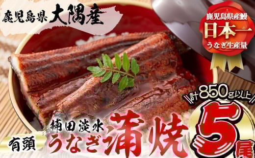 [二の丑(7/31)までに配送]楠田の極うなぎ 蒲焼き 170g以上×5尾(計850g以上) c7-004-us2