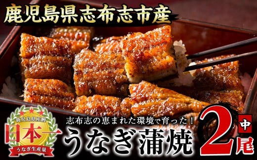 [二の丑(7/31)までに配送]うなぎの大楠[中]2尾セット計260g(130g×2) a4-065-us2