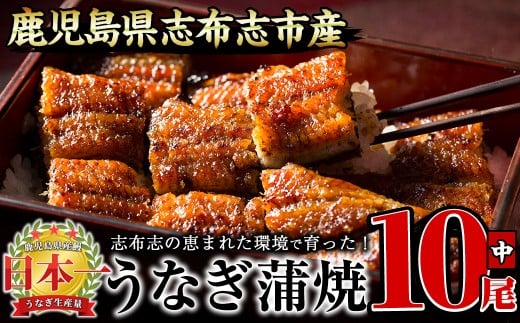 [二の丑(7/31)までに配送]うなぎの大楠[中]10尾セット計1.3kg(130g×10) e9-001-us2