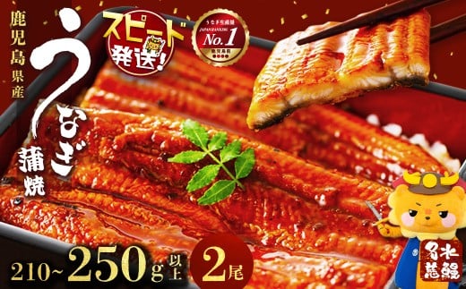 【10営業日以内に発送】鹿児島県産うなぎ蒲焼 名水慈鰻 2尾＜計210～250g以上＞ うなぎ 鰻 ウナギ 2尾 国産 蒲焼 かばやき 冷凍 真空 真空パック 無頭 うな重 ひつまぶし タレ 山椒 a1-151