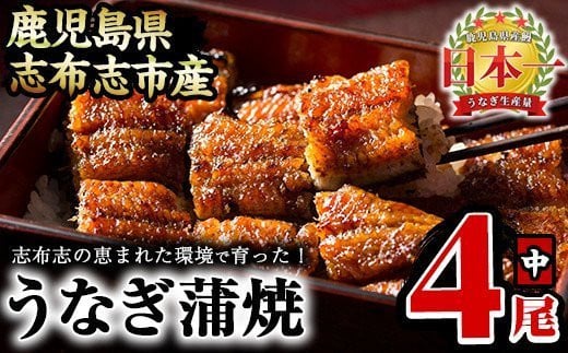 うなぎの大楠＜中＞4尾セット計520g(130g×4) b5-171