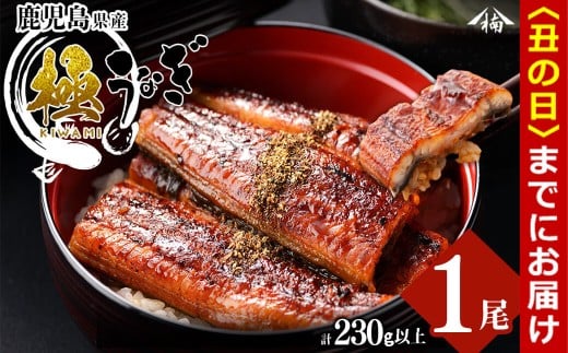 【丑の日までに配送】楠田の極うなぎ 蒲焼き1尾(230g以上) a3-184-us