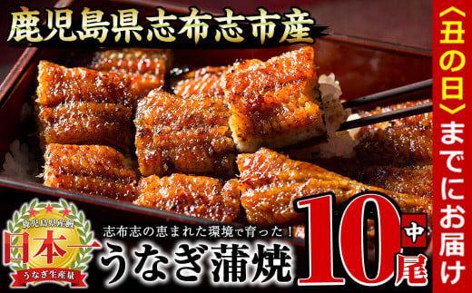 [丑の日までに配送]うなぎの大楠[中]10尾セット計1.3kg(130g×10) e9-001-us