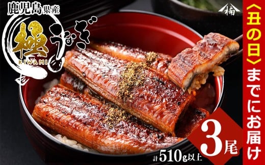 【丑の日までに配送】楠田の極うなぎ蒲焼き 170g以上×3尾(計510g以上) b2-010-us