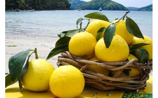 果物 オレンジ 平戸 夏香 3kg (16～25個) 2L ～ M サイズ [善果園 長崎県 平戸市 hr42bgy420155] みかん ミカン くだもの 柑橘 フルーツ