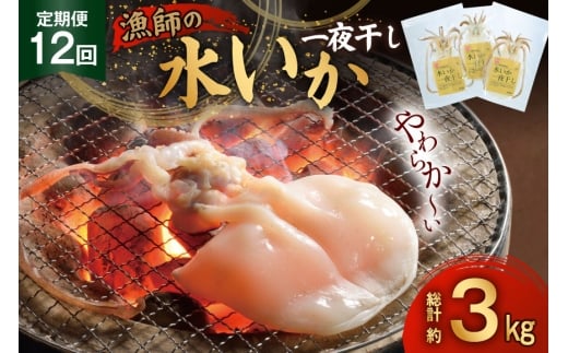 いか 一夜干し 干物  漁師の水烏賊一夜干し 2〜3枚 約250g 12回 定期便 総計3kg [中野漁業 長崎県 平戸市 hr42bgy400075] イカ 乾物 水いか 冷凍