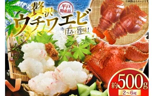 エビ 海鮮 刺身 平戸 ウチワエビ 2～6尾 500g [平戸さくら水産 長崎県 平戸市 hr42bgy420360] 海老 えび 魚介 冷凍