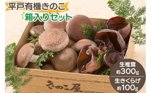 きのこ しいたけ きくらげ 生椎茸 生きくらげ 箱入りセット [きのこ屋 長崎県 平戸市 hr42bgy410144] 有機 有機JAS 有機栽培 有機きのこ 有機しいたけ 箱入り ギフト セット