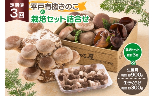 きのこ しいたけ きくらげ 椎茸菌床 生椎茸 生きくらげ セット 3回 定期便 [きのこ屋 長崎県 平戸市 hr42bgy410154] 有機 有機JAS 有機栽培 有機きのこ 有機しいたけ 栽培キット 栽培セット ギフト セット