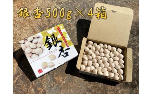 銀杏 祖父江のぎんなん 2kg ( 500g × 4箱 ) 大粒 光田農園