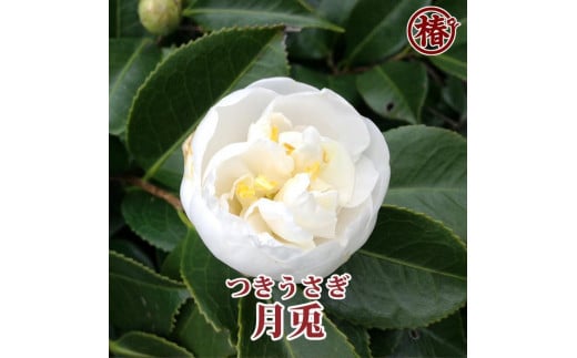 最新椿「月兎-つきうさぎ-」5号鉢開花見込み苗