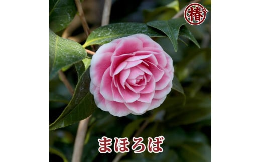 椿　新花「まほろば」5号鉢開花見込み苗