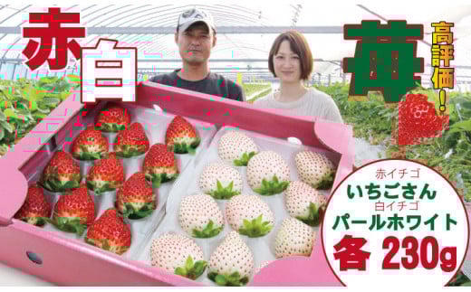 佐賀県産いちご 新品種 パールホワイト＆いちごさん（各１パック）水田苺園