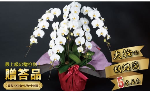 大輪胡蝶蘭（5本立）お祝い 立て札 対応 産地直送