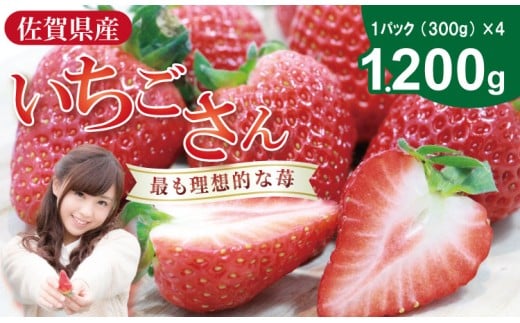 【先行予約令和8年2月配送開始】いちごさん 4箱セット（合計1,200g） ふるかわ農園 苺 甘い 酸っぱい いちご いちごさん イチゴ 2パック 苺 人気 佐賀 佐賀県 小城市