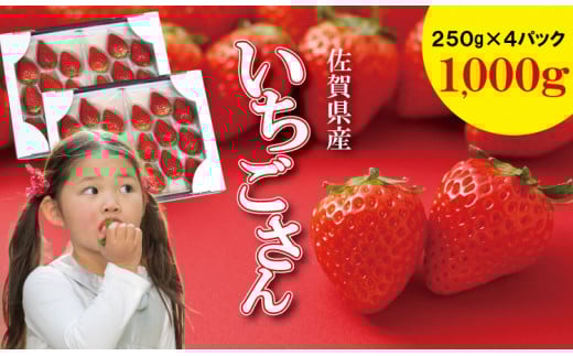 【先行予約令和8年1月配送開始】佐賀ブランド苺「いちごさん」合計1,000g（250g×4セット）凛々  イチゴ
