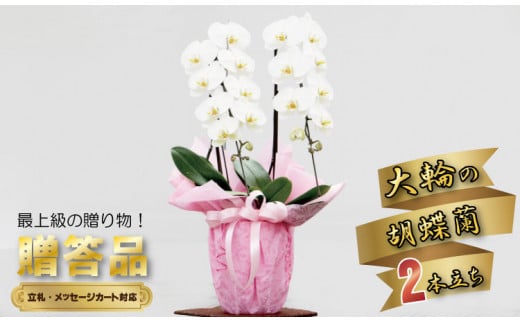 大輪胡蝶蘭（2本立）産地直送便　立て札対応