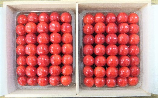 さくらんぼ（佐藤錦）１ｋｇ（５００ｇ×２パック）桐箱入　0056-2609