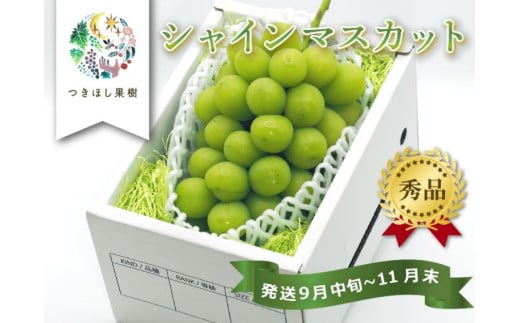 上山市産シャインマスカット 1房 0140-2504