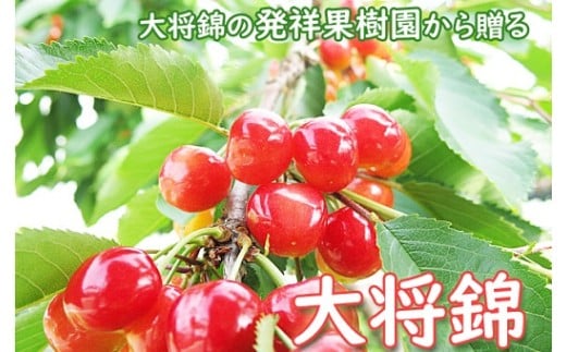 さくらんぼ（大将錦）２００ｇ×２パック　ご家庭用　0075-2602