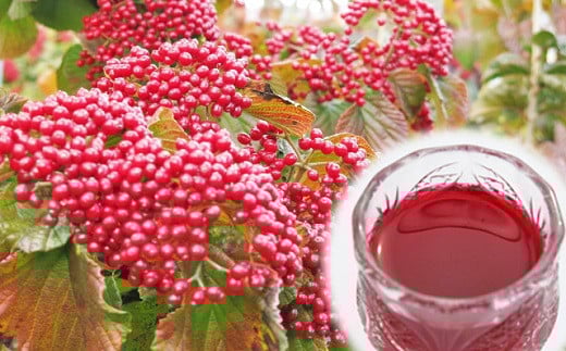 【２０２６年２月から発送】がまずみジュース（りんご入り）５００ｍｌ×４本　0075-2517