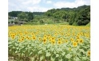 その他目的達成のために市長が必要と認める事業
