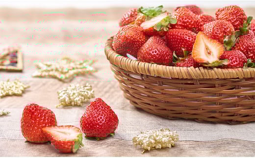 【冬】福岡産 あまおう いちご 約250~270g×2パック 【2025年12月上旬~2026年1月下旬発送予定】 大粒