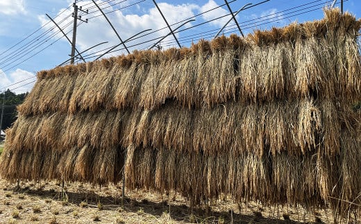 福岡県産幻の天日干し米 白米 5kg お米 【2025年12月上旬より順次発送予定】
