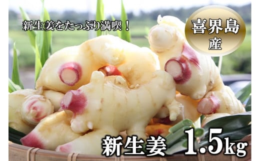 喜界島産『新生姜』1.5Kg　ショウガ/しょうが