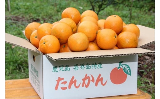 【2026年2月頃発送】たんかん(5Kg) 高岡果樹園直送
