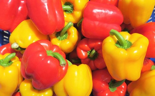 【先行予約】北海道栗山町産 土で育てた匠のパプリカ 12玉　YD023