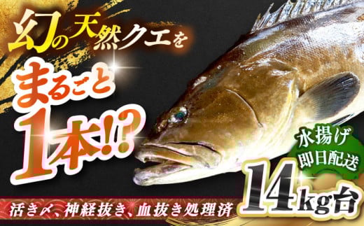 天然クエ（14キロ台・丸もの） 《壱岐市》【壱岐島　玄海屋】[JBS054] クエ 魚 刺身 しゃぶしゃぶ  1010000 1010000円 101万円