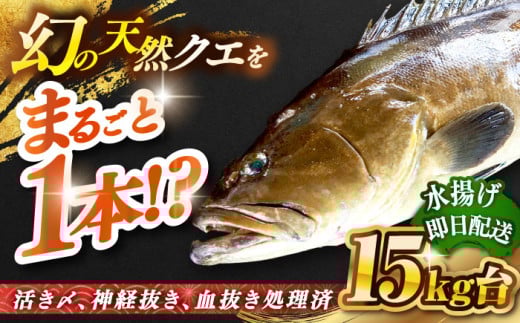 天然クエ（15キロ台・丸もの） 《壱岐市》【壱岐島　玄海屋】[JBS057] クエ 魚 刺身 しゃぶしゃぶ  1100000 1100000円 110万円