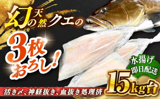 天然クエ（15キロ台・3枚おろし） 《壱岐市》【壱岐島　玄海屋】[JBS068] クエ 魚 刺身 しゃぶしゃぶ  1110000 1110000円 111万円