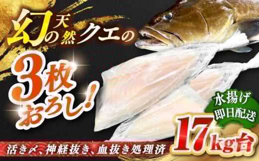 天然クエ（17キロ台・3枚おろし） 《壱岐市》【壱岐島　玄海屋】[JBS091] 1430000 1430000円 143万円