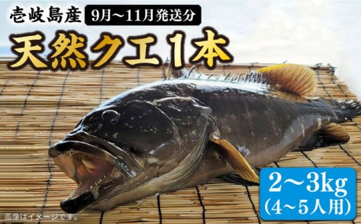 【9月〜11月限定】 天然クエ 丸もの 2～3kg（鍋・刺身：約4～5人前）《壱岐市》【丸和水産】[JCJ010] クエ くえ 冷蔵 直送 海鮮 鮮魚 刺身 刺し身 お刺身 クエ鍋 くえ鍋 1本 1匹 高級魚 63000 63000円