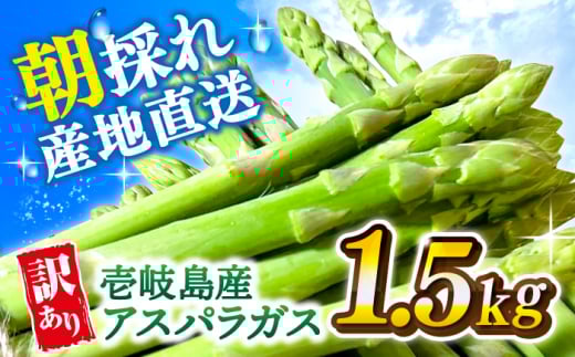 【先行予約】【アスパラガス専門農家が作る！】壱岐産 訳アリ アスパラガス1.5kg【2026年3月以降順次発送】《壱岐市》【きたじま農園】国産 冷蔵配送 産地直送 朝採れ 新鮮 [JGI005]